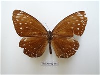 藏品(大紫斑蝶)的圖片